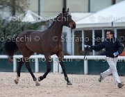Clintige Tosc Tour2013- S5 1681 : Arezzo, Cavalli d'Italia, Clintige, Toscana Tour 2013, foto di Stefano Secchi ©